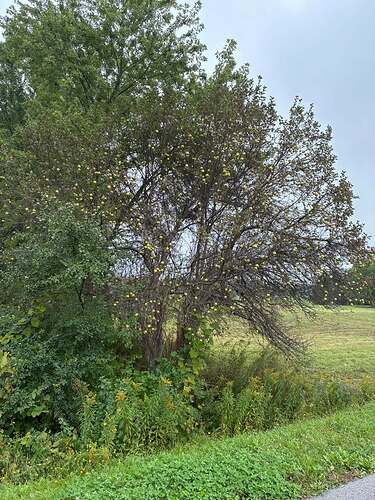 l-appletree