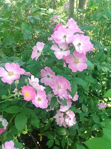 wild roses