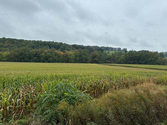 l-corn