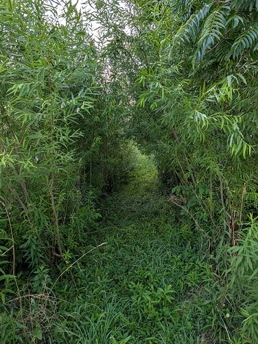 PXL_20250714_231026931.MP