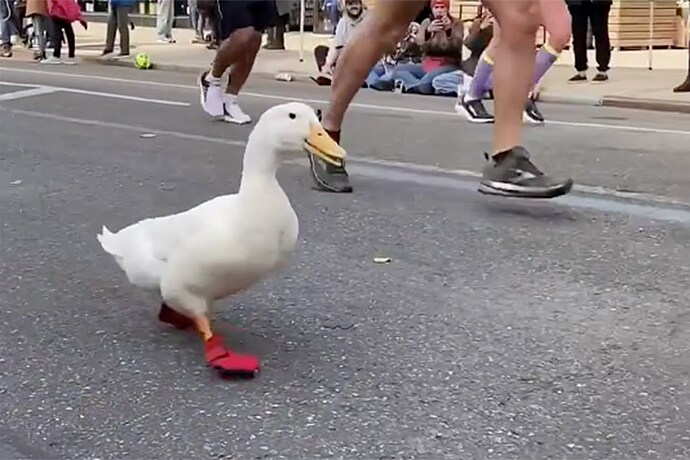 Duck Running a Marathon